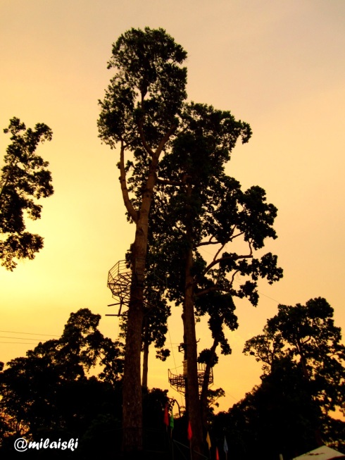 Silhouette of trees in Subic. 